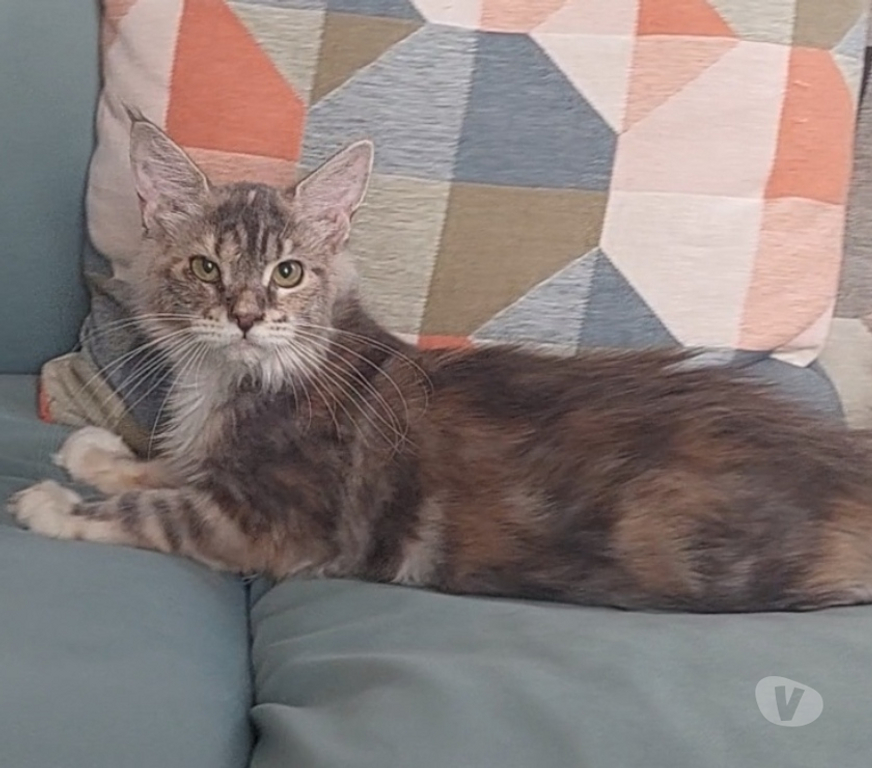 Vente Var Toulon - Photos Vivastreet chaton Maine Coon femelle LOOF