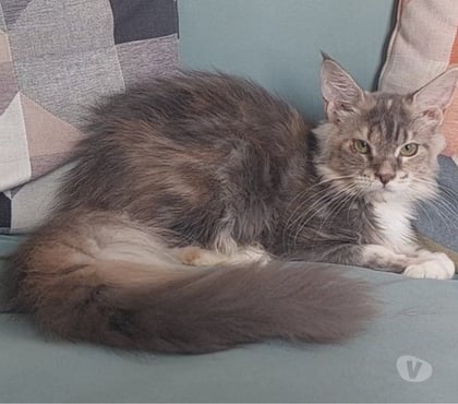 Vente animaux Toulon Toulon - Photos Vivastreet chaton Maine Coon femelle LOOF