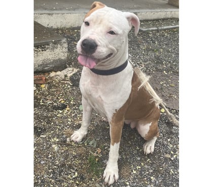 Don animaux Beziers Hérault - Photos Vivastreet ARGENTINE, chien type dogue argentin, 2 ans non lof