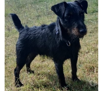Don Beziers Hérault - Photos Vivastreet ARTICHAUD, chien type jagd terrier 2 ans non lof