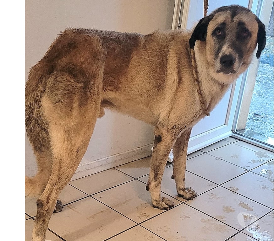 Don animaux Hérault Beziers - 34500 - Photos Vivastreet ALPIN, chien type Kangal, 2 ans non lof
