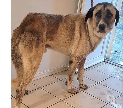 Don animaux Beziers Hérault - Photos Vivastreet ALPIN, chien type Kangal, 2 ans non lof