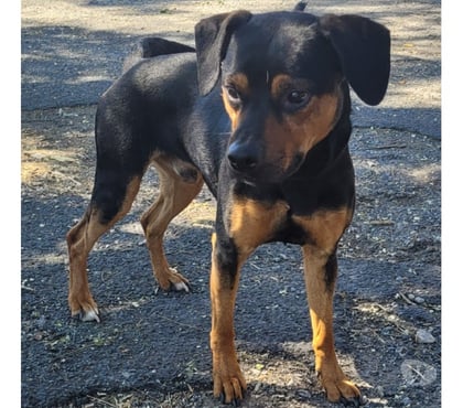 Adoption animaux Beziers Hérault - Photos Vivastreet ARCHIMEDE, chien type beauceron, 2 ans non lof