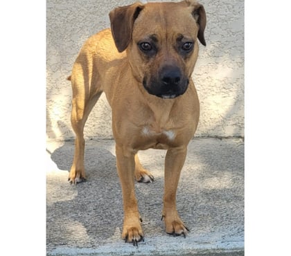 Don Beziers Hérault - Photos Vivastreet ADELAIDE, chienne type staffie 1 an non lof