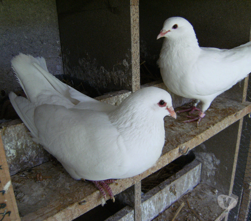 Vente Seine-et-Marne Bagneaux sur Loing - 77167 - Photos Vivastreet Pigeons reproducteurs hubbell blanc