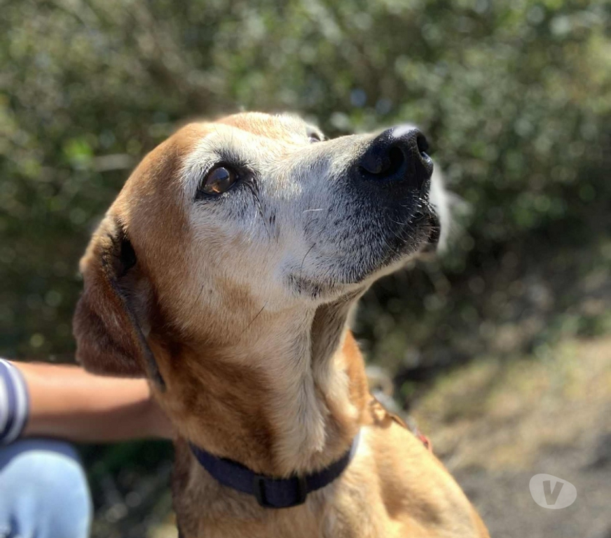 Vente Vendée Bois de Cene - 85710 - Photos Vivastreet Kinder chien sénior