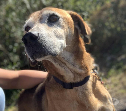 Vente Bois de Cene Vendée - Photos Vivastreet Kinder chien sénior