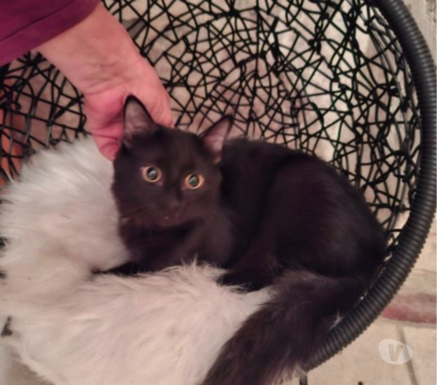 Vente Vendée Bois de Cene - 85710 - Photos Vivastreet Arlo Chaton angora