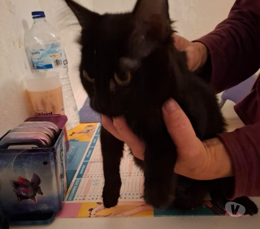 Vente Vendée Bois de Cene - 85710 - Photos Vivastreet Arlo Chaton angora
