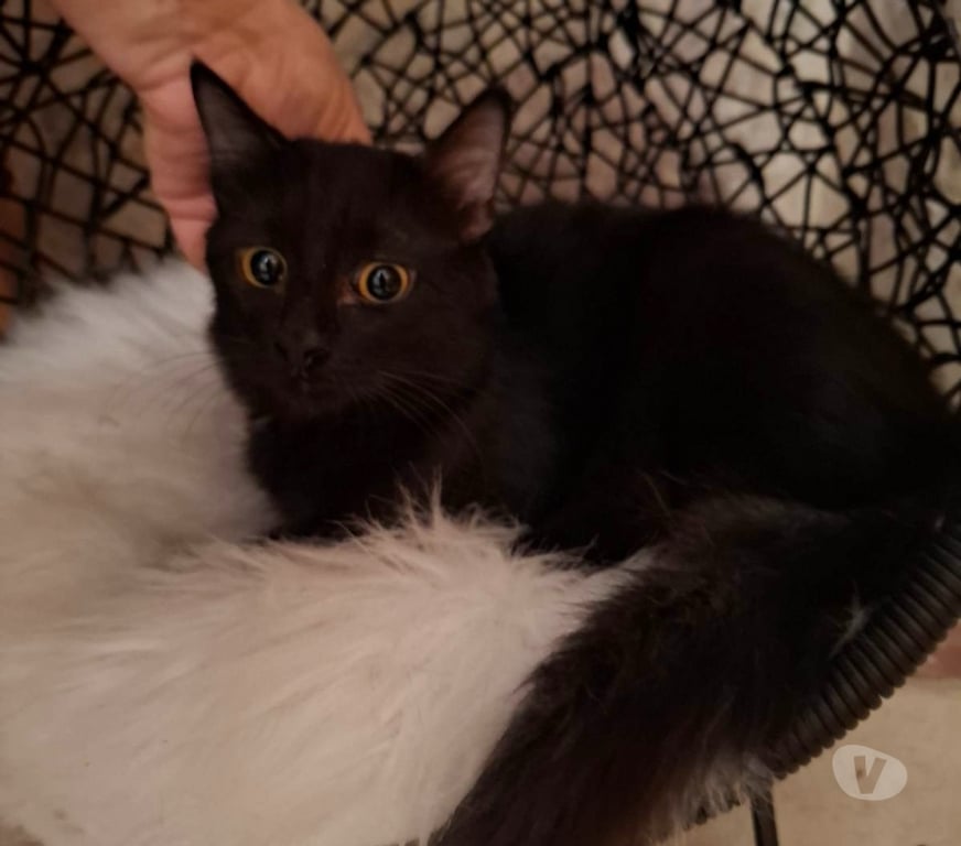Vente Vendée Bois de Cene - 85710 - Photos Vivastreet Arlo Chaton angora