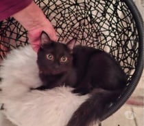 Arlo Chaton angora