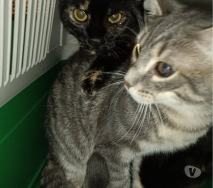 Vente animaux Bois de Cene Vendée - Photos Vivastreet Alvin chaton mâle