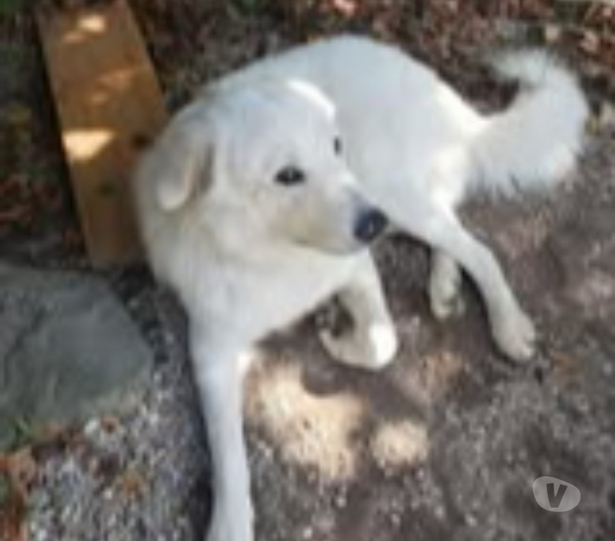 Don animaux Drôme Le Poet Laval - 26160 - Photos Vivastreet Chien SHIRO à l adoption