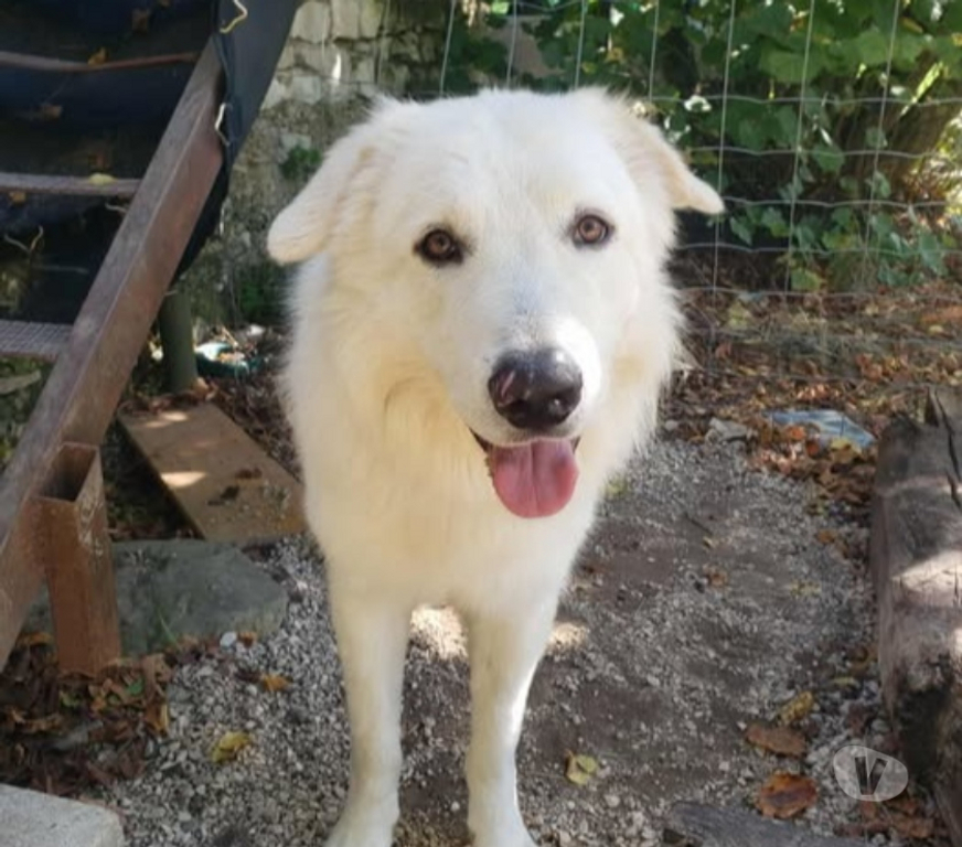 Don animaux Drôme Le Poet Laval - 26160 - Photos Vivastreet Chien SHIRO à l adoption