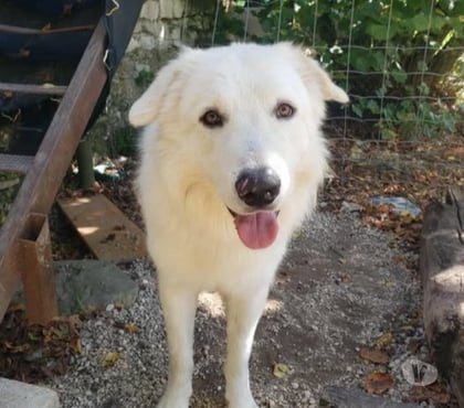 Don animaux Le Poet Laval Drôme - Photos Vivastreet Chien SHIRO à l adoption