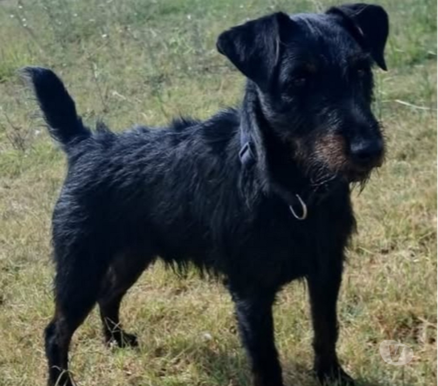 Don animaux Hérault Beziers - 34500 - Photos Vivastreet Chien ARTICHAUD à l adoption
