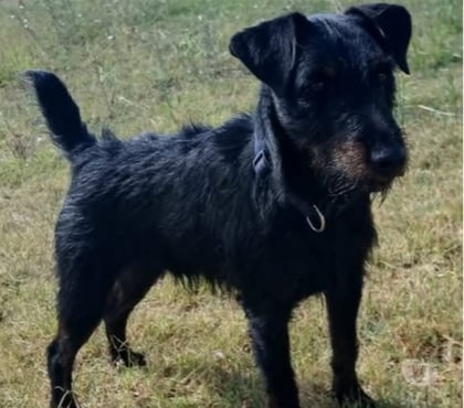 Adoption animaux Beziers Hérault - Photos Vivastreet Chien ARTICHAUD à l adoption