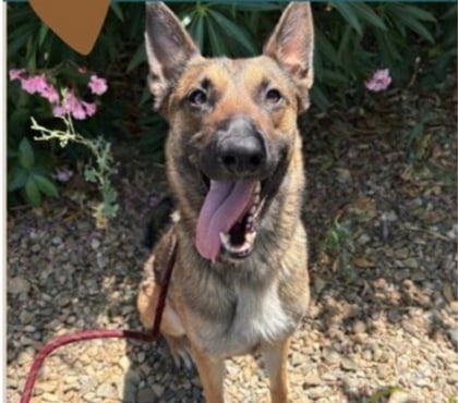 Adoption animaux Beziers Hérault - Photos Vivastreet Chien ARIA à l adoption