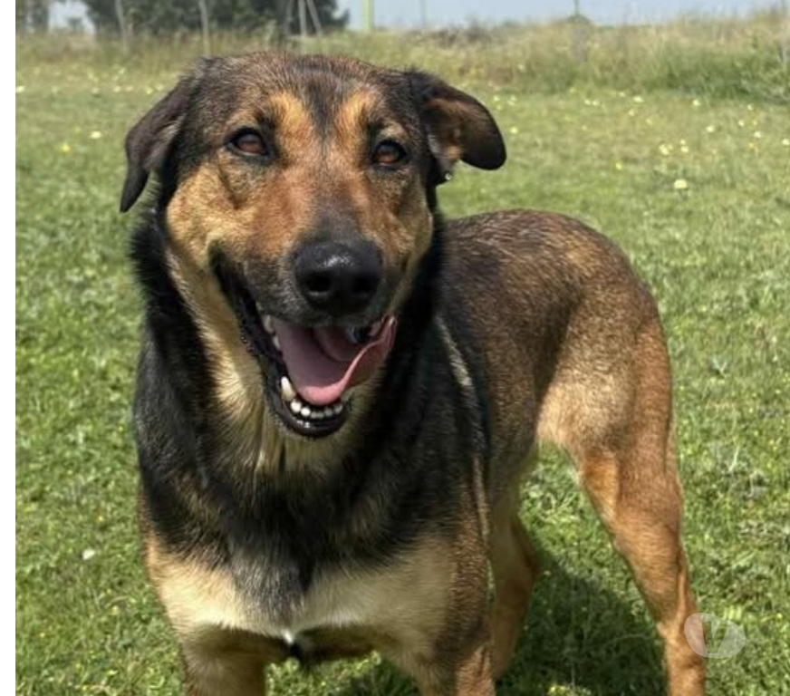 Don animaux Hérault Beziers - 34500 - Photos Vivastreet Chien NIKITA à l adoption
