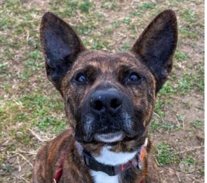 Don animaux Beziers Hérault - Photos Vivastreet Chien FLINN à l adoption