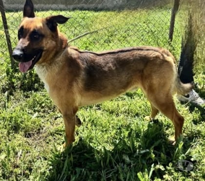 Don animaux Beziers Hérault - Photos Vivastreet Chien AZZARO à l adoption