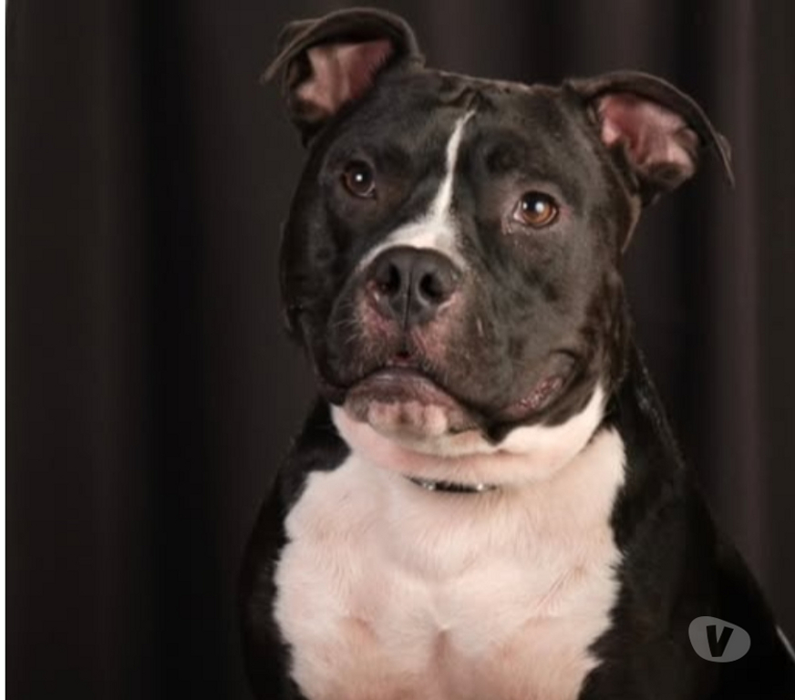 Don animaux Vaucluse Bollene - 84500 - Photos Vivastreet Chien TITO à l adoption