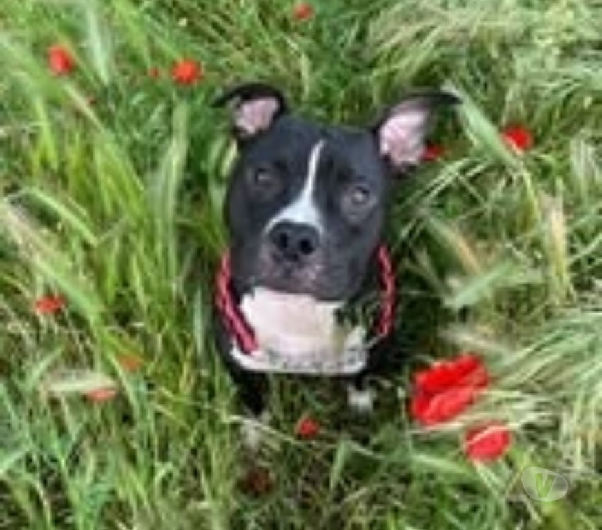 Don animaux Vaucluse Bollene - 84500 - Photos Vivastreet Chien TITO à l adoption
