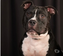 Chien TITO à l adoption