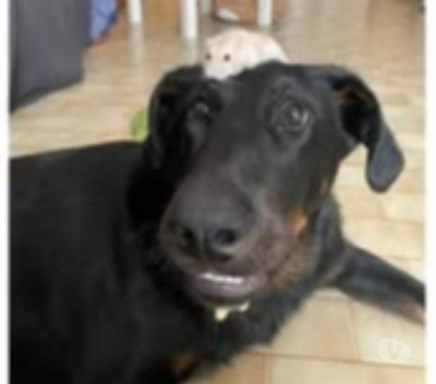 Don animaux Hérault Montpellier - Photos Vivastreet Chien JHIN à l adoption