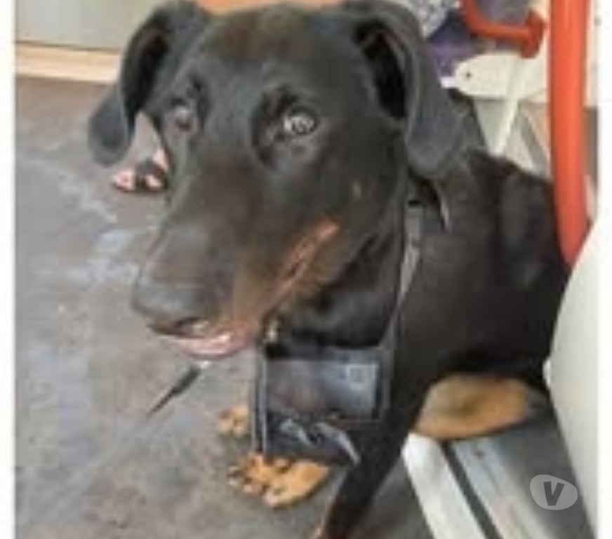 Don animaux Hérault Montpellier - Photos Vivastreet Chien JHIN à l adoption