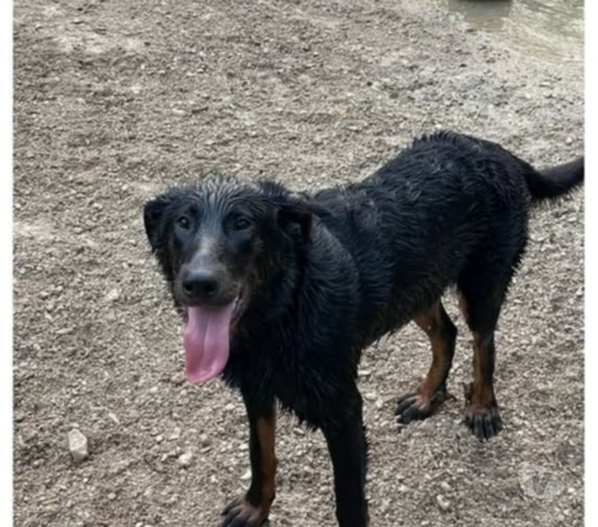 Don animaux Hérault Montpellier - Photos Vivastreet Chien JHIN à l adoption