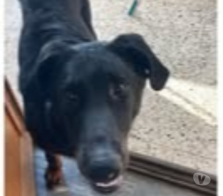 Don animaux Hérault Montpellier - Photos Vivastreet Chien JHIN à l adoption