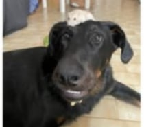 Chien JHIN à l adoption