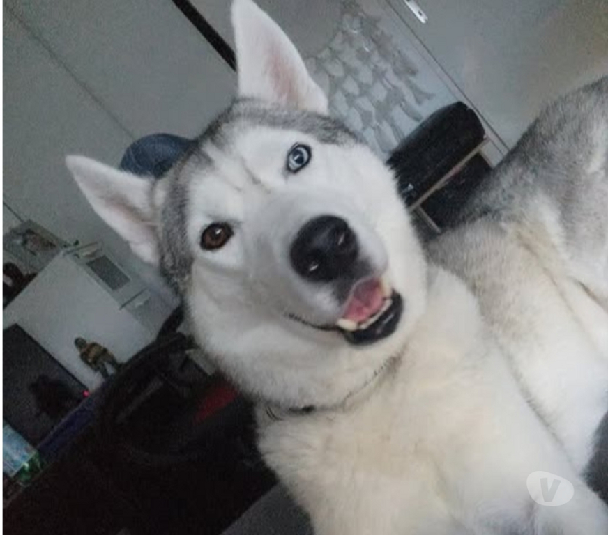 Don animaux Isère Voiron - 38500 - Photos Vivastreet Chien ASLAN à l adoption