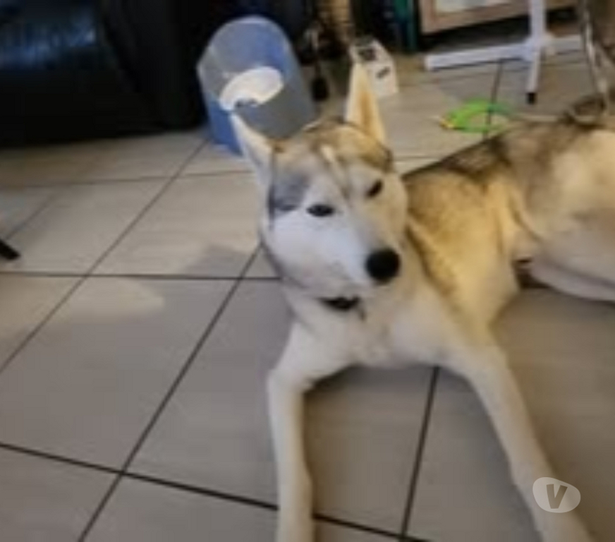 Don animaux Isère Voiron - 38500 - Photos Vivastreet Chien ASLAN à l adoption