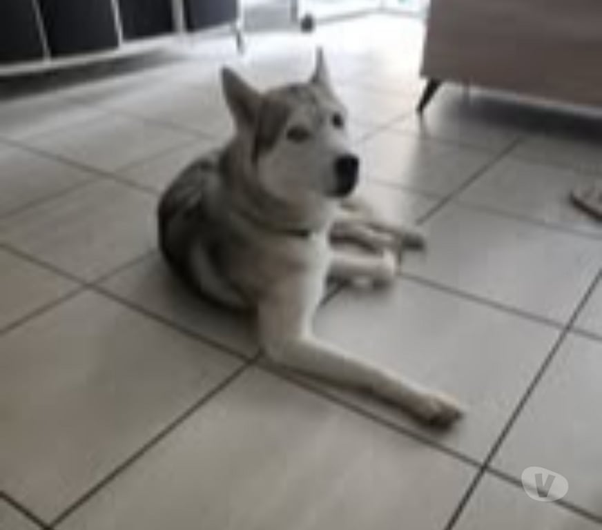 Don animaux Isère Voiron - 38500 - Photos Vivastreet Chien ASLAN à l adoption
