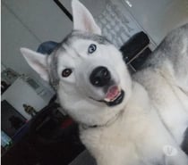 Chien ASLAN à l adoption