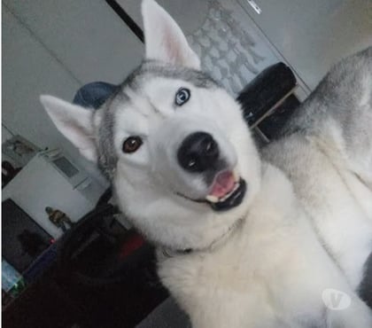 Don animaux Voiron Isère - Photos Vivastreet Chien ASLAN à l adoption