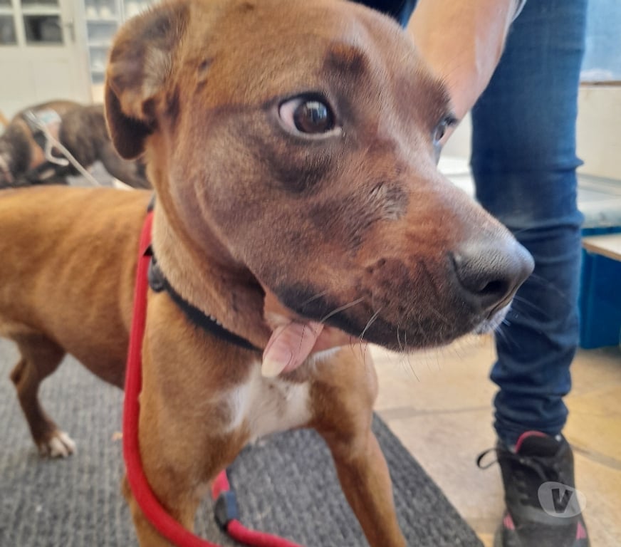 Vente Vendée Bois de Cene - 85710 - Photos Vivastreet Dolly chienne Réunion