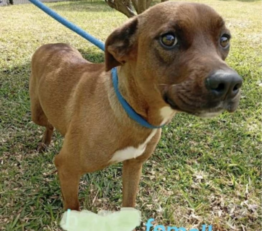 Vente Vendée Bois de Cene - 85710 - Photos Vivastreet Dolly chienne Réunion