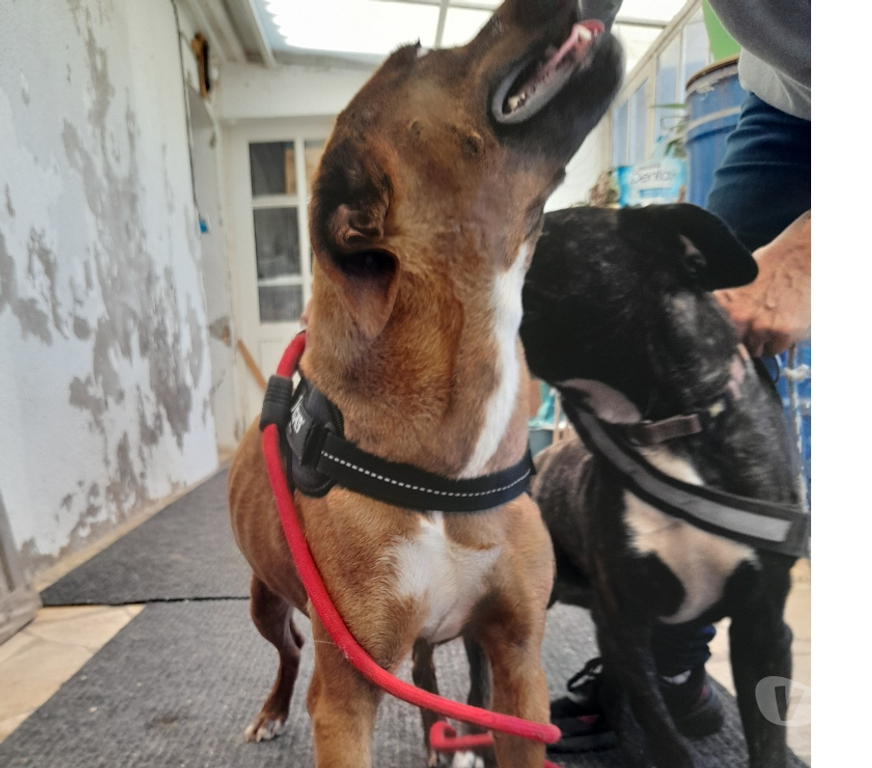 Vente Vendée Bois de Cene - 85710 - Photos Vivastreet Dolly chienne Réunion