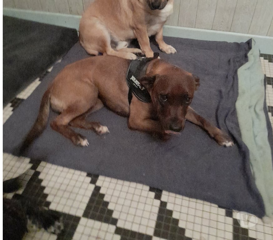 Vente Vendée Bois de Cene - 85710 - Photos Vivastreet Dolly chienne Réunion
