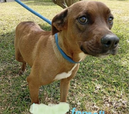 Vente animaux Bois de Cene Vendée - Photos Vivastreet Dolly chienne Réunion