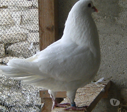 Vente animaux Bagneaux sur Loing Seine-et-Marne - Photos Vivastreet Pigeons de chair