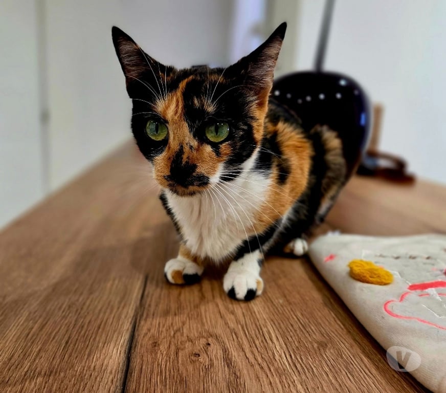 Don animaux Aude Carcassonne - Photos Vivastreet Gaia 2 ans A ADOPTER