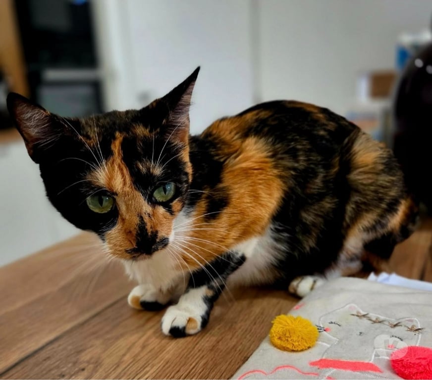 Don animaux Aude Carcassonne - Photos Vivastreet Gaia 2 ans A ADOPTER
