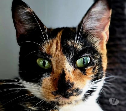 Adoption animaux Carcassonne Carcassonne - Photos Vivastreet Gaia 2 ans A ADOPTER