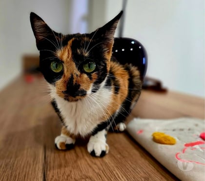 Adoption animaux Carcassonne Carcassonne - Photos Vivastreet Gaia 2 ans A ADOPTER