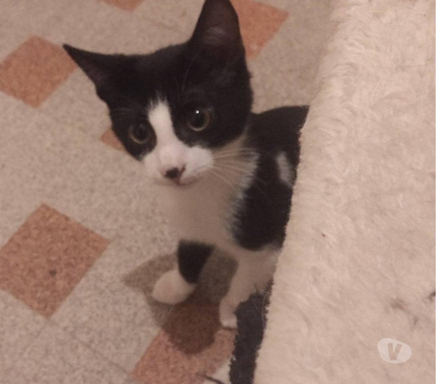 Don animaux Aude Carcassonne - Photos Vivastreet Félix chaton adorable 4 mois A ADOPTER