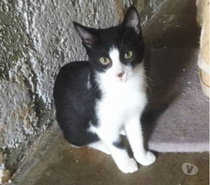 Félix chaton adorable 4 mois A ADOPTER